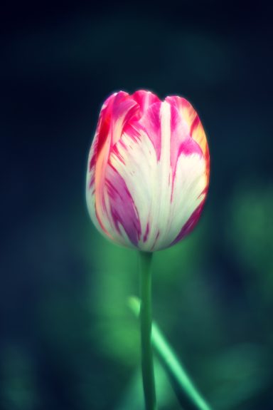 Einzeln stehende Tulpe mit pink-weißen Streifen auf grünem Hintergrund.