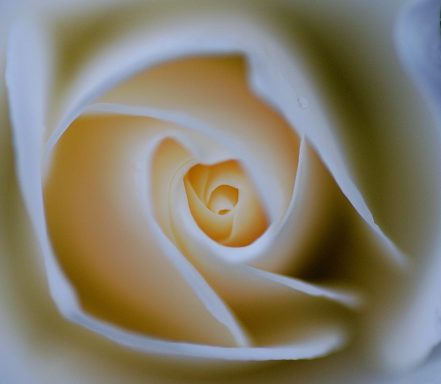 Weiße Rose mit zartem, orangefarbenem Farbverlauf in den Blütenblättern.