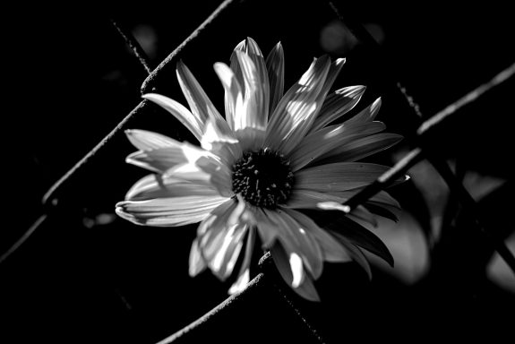 Weiß-blühende Blume im Schwarz-Weiß-Kontrast, umgeben von dunklem Hintergrund.