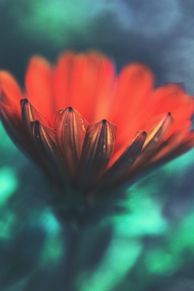 Leuchtende orangefarbene Blüte mit feinen, dunklen Blütenblättern vor unscharfem Hintergrund.