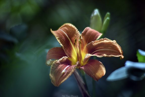 Oranger Lilienblüte mit gelben Details, umgeben von verschwommenem Grün.