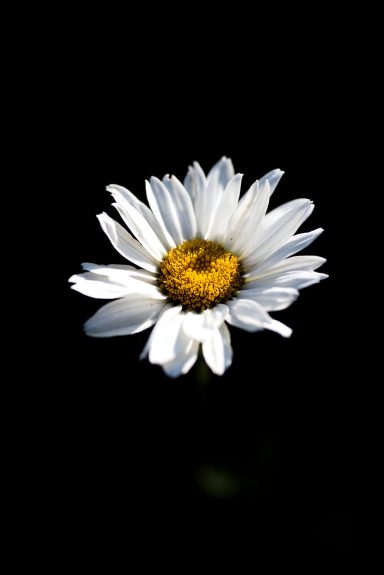 Eine weiße Blume mit gelbem Zentrum vor schwarzem Hintergrund.