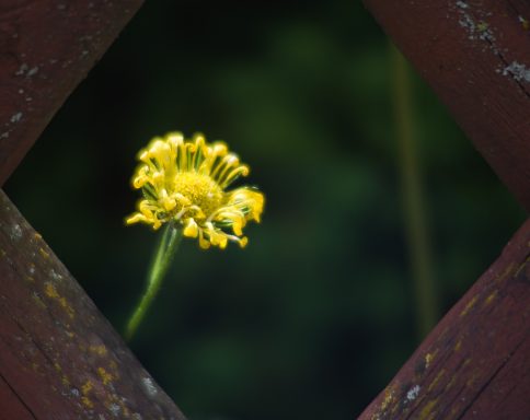 Gelbe Blume, die durch ein Holzgitter sichtbar ist.