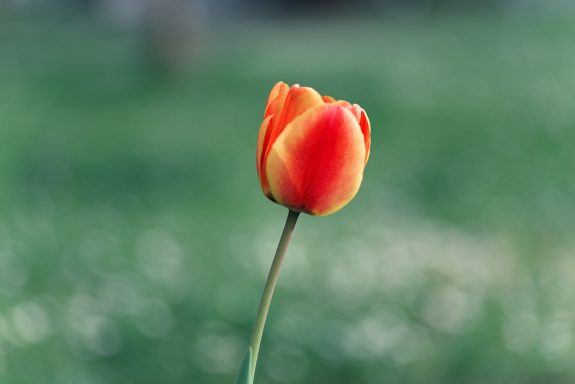 Orange-rote Tulpe auf grünem Hintergrund, zart und elegant.