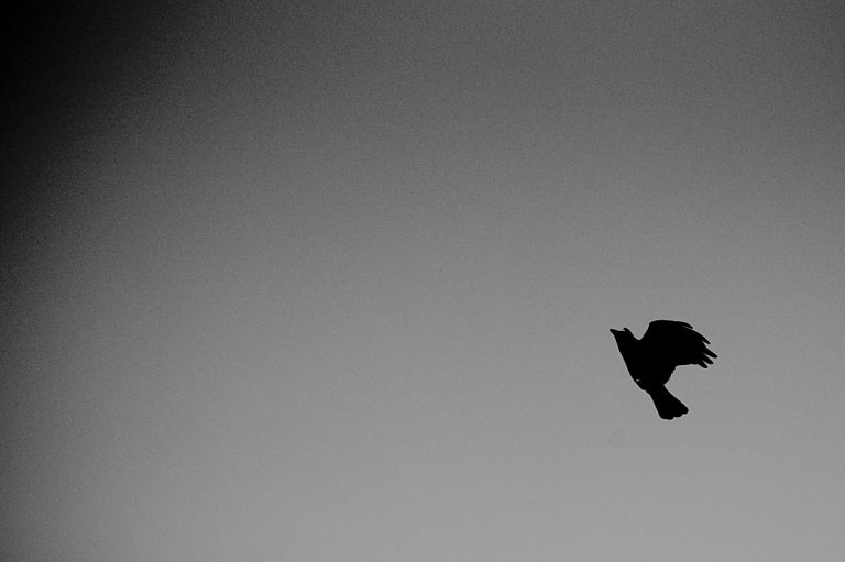 Silhouette eines Vogels, der vor einem hellen Hintergrund fliegt.