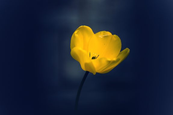 Gelbe Blüte mit weichen Konturen vor einem dunklen Hintergrund.