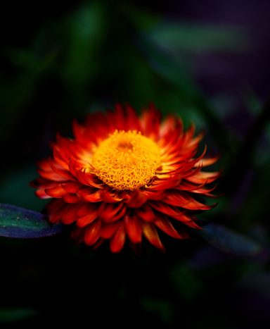 Blühende Blume mit leuchtend orange-roten Blütenblättern und gelbem Zentrum.