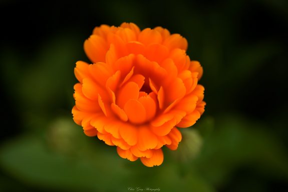 Orange Blüte mit vielen geschichteten Blütenblättern auf grünen Hintergrund.