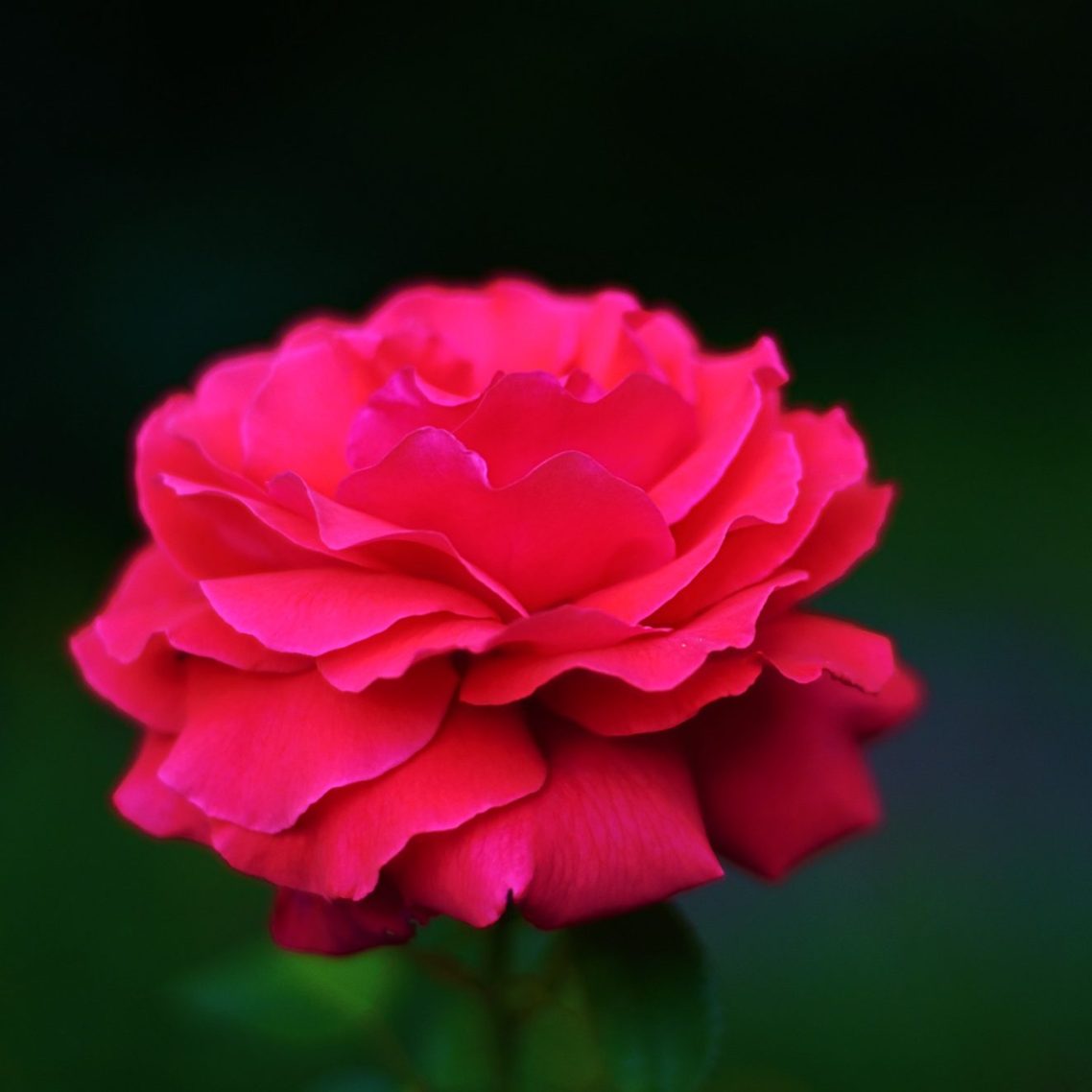 Rote Rose mit vielen Blütenblättern vor einem unscharfen, dunklen Hintergrund.
