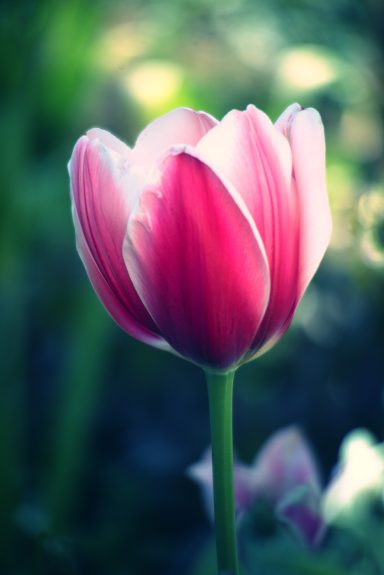 Rosa Tulpe mit weißen Akzenten vor unscharfem Hintergrund.