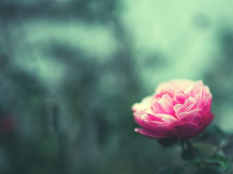 Eine rosa Rose auf unscharfem, grünlichem Hintergrund.