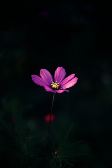 Eine einzelne, leuchtend pinke Blume vor dunklem Hintergrund.