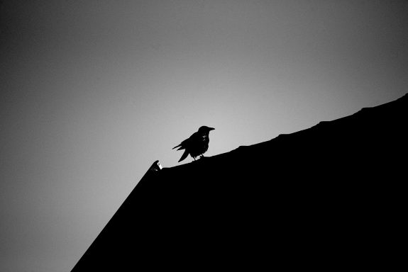 Ein Vogel sitzt silhouettiert auf dem Dach, im Hintergrund ist Licht sichtbar.