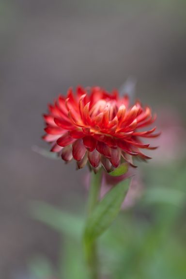 Rot blühende Blume mit gefransten Blütenblättern vor unscharfem Hintergrund.