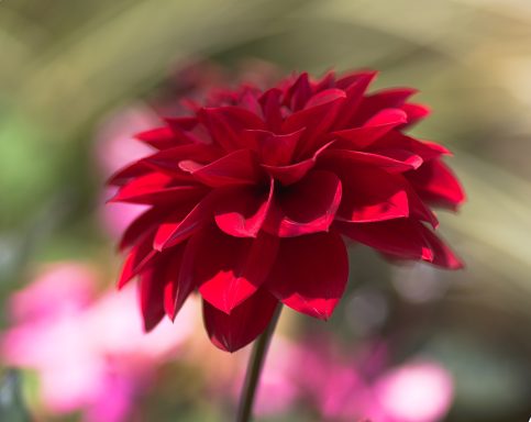 Rote Blüte mit vielen gefächerten Blütenblättern vor unscharfem Hintergrund.
