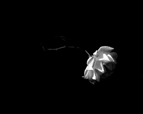 Eine verwelkte Blume in Schwarz-Weiß auf dunklem Hintergrund.