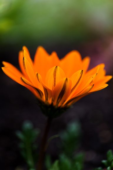 Orange Blüte mit schmalen, dunklen Linien auf den Blütenblättern vor unscharfem Hintergrund.