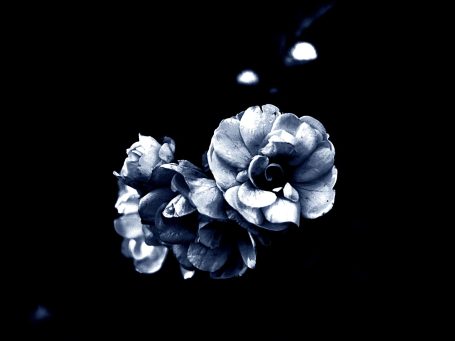 Zwei stilisierte Blumen in Blau auf schwarzem Hintergrund.