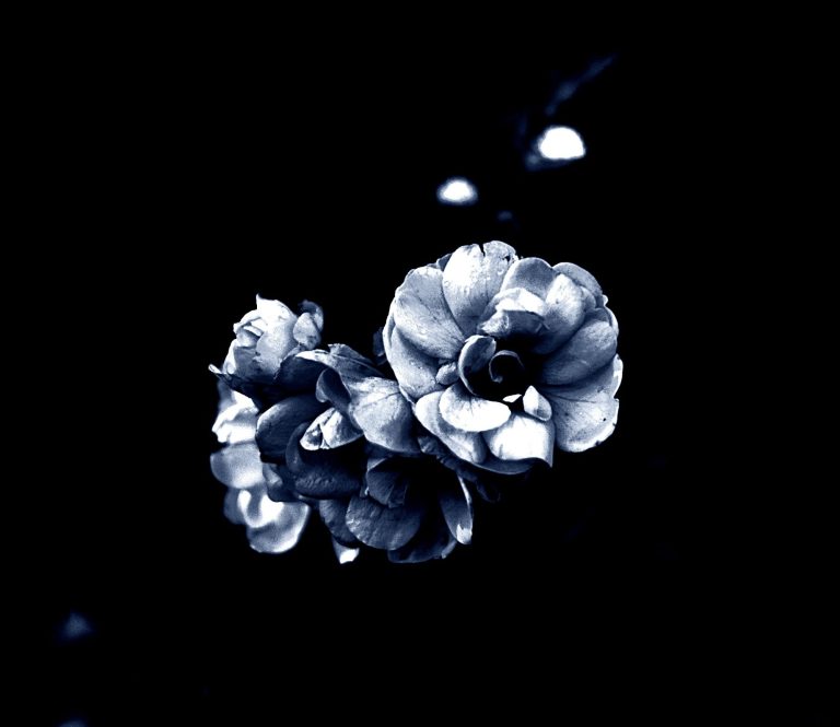 Dunkler Hintergrund mit blühenden, weißen Rosen in sanften Blautönen.