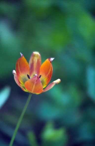 Orangeblühende Blume mit spitzen Blütenblättern vor unscharfem grünem Hintergrund.