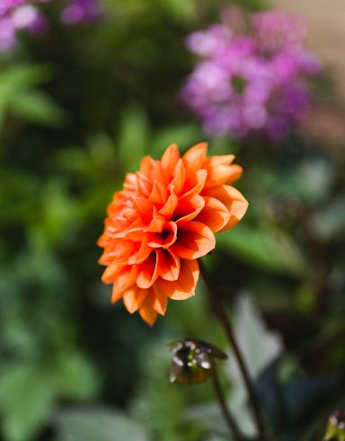 Orange Dahlienblüte vor unscharfem grün-lila Hintergrund.