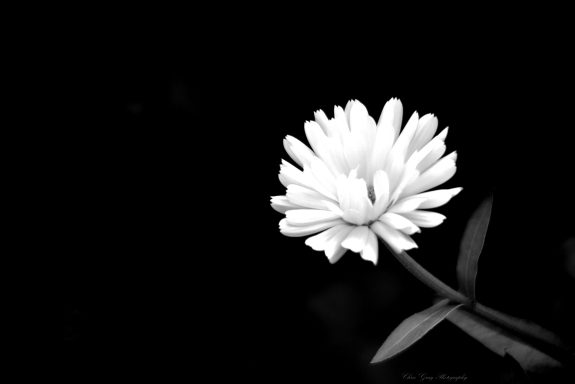 Weiße Blüte mit feinen Blütenblättern vor dunklem Hintergrund.