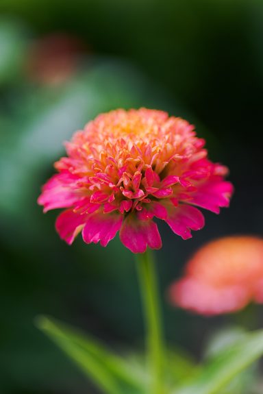Eine leuchtend pinke Blüte mit orangefarbenen Spitzen, umgeben von unscharfem Grün.