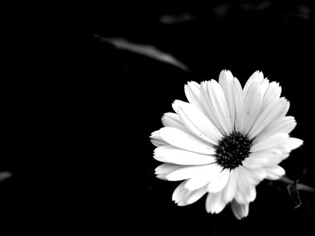 Weißes Blütenblatt mit dunklem Zentrum auf schwarzem Hintergrund.