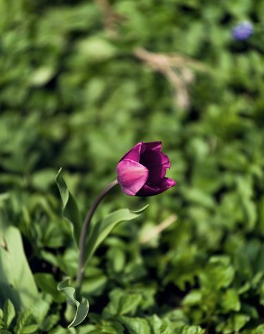 Lila Blüte einer Tulpe vor grünem Blattwerk.