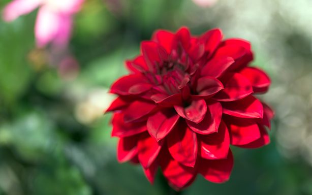 Rote Blume mit vielen Blütenblättern vor unscharfem Hintergrund.