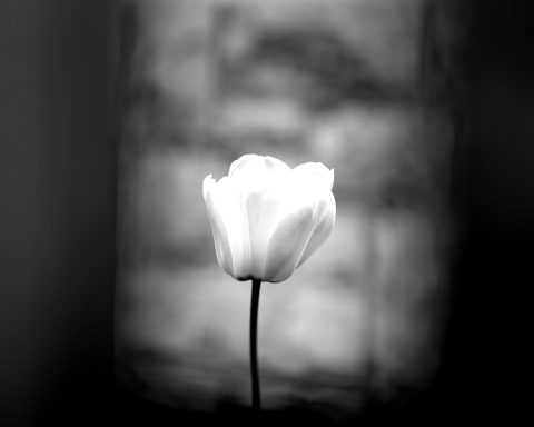 Weiße Blume mit langem Stiel vor unscharfem, dunklem Hintergrund.