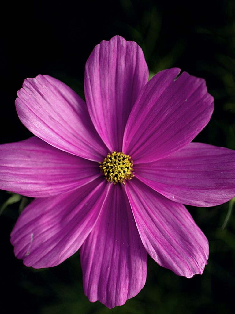 Eine blühende, pinkfarbene Kosmee mit gelben Staubgefäßen.