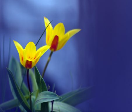 Zwei gelbe Tulpen mit roten Innenblütenblättern auf einem blauen Hintergrund.