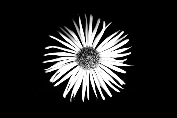 Weiße Blume mit langen, dünnen Blütenblättern auf schwarzem Hintergrund.