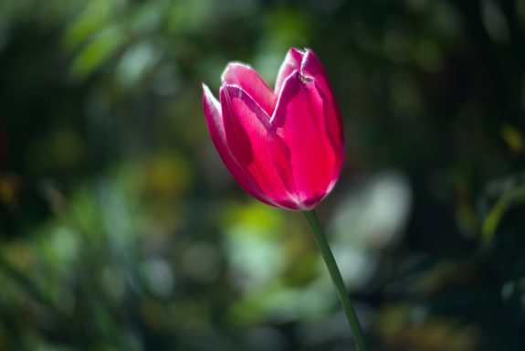 Eine leuchtend pinke Tulpe, umgeben von grünem Laub.