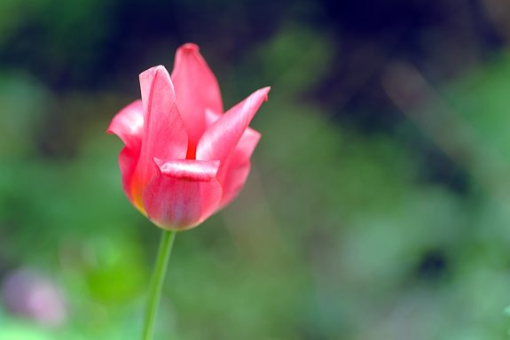 Eine rosa Tulpe mit sanften Blütenblättern vor unscharfem grünem Hintergrund.