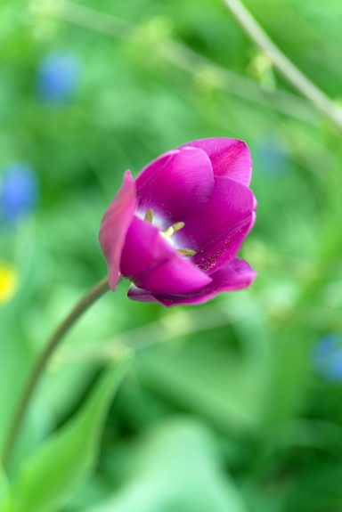 Lila Tulpe in voller Blüte vor einem unscharfen grünen Hintergrund.