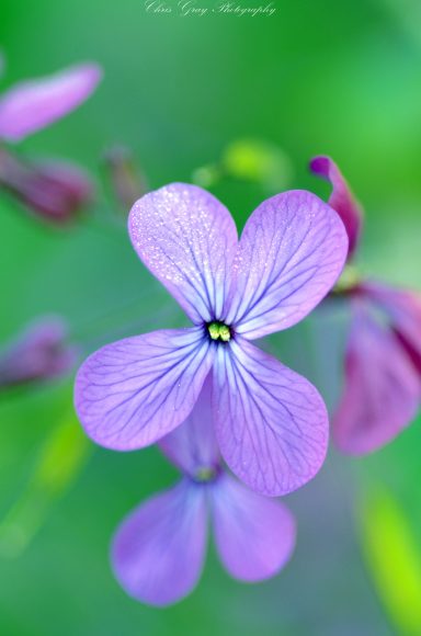 Violette Blüte mit vier Blütenblättern vor grünem Hintergrund.