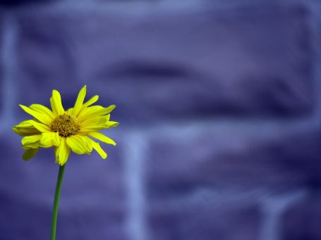 Eine gelbe Blume vor einem lila Mauerhintergrund.