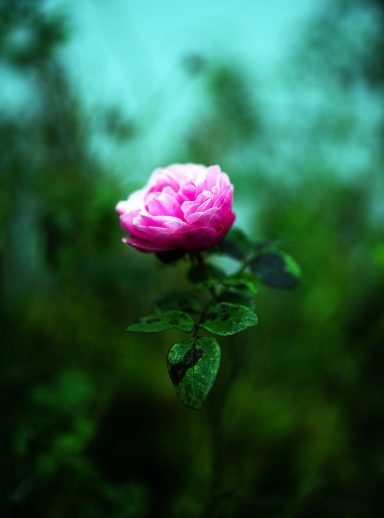 Eine rosa Blüte mit grünen Blättern vor unscharfem, grünem Hintergrund.
