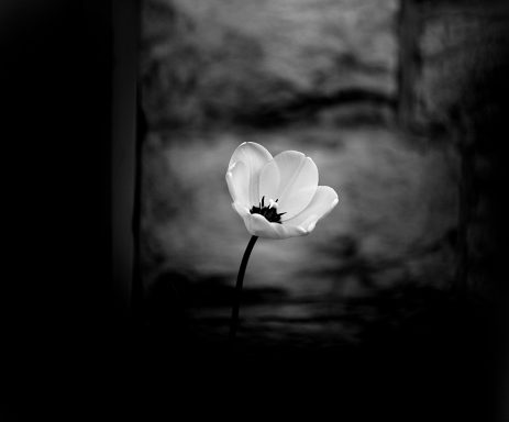 Weiße Blume vor einem verschwommenen, dunklen Hintergrund.