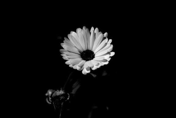 Weiß-blühende Blume vor schwarzem Hintergrund.