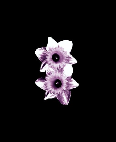 Zwei lila-weiße Blumen auf schwarzem Hintergrund.
