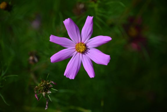 Kleine, pinkfarbene Blüte mit gelbem Zentrum, umgeben von grünem Laub.