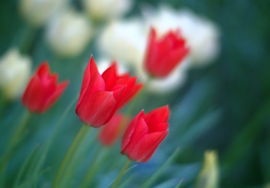 Rote Tulpen im Vordergrund, unscharfer Hintergrund mit weißen Blumen.