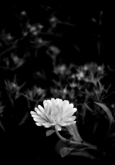 Weiße Blume vor dunklem, unscharfem Hintergrund mit weiteren Blüten.