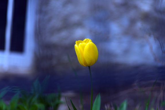 Eine einzelne gelbe Tulpe vor einem unscharfen, grauen Hintergrund.